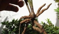 国产草b,绿色生态，引领未来农业发展新潮流