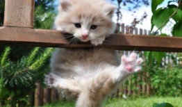 幼幼国产,探索梦幻童年的奇幻世界