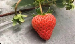 草莓视频国产,本土创新与全球视野的交融